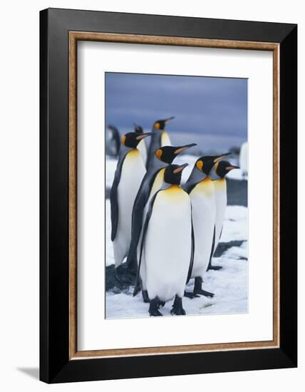 King Penguins Standing in Snow-DLILLC-Framed Photographic Print