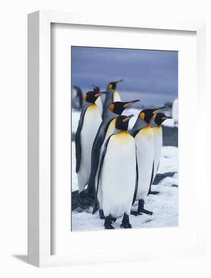 King Penguins Standing in Snow-DLILLC-Framed Photographic Print