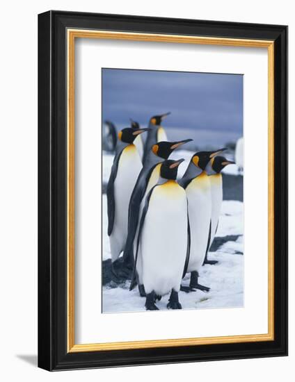 King Penguins Standing in Snow-DLILLC-Framed Photographic Print