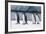 King Penguins Taking a Walk-DLILLC-Framed Photographic Print