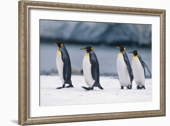 King Penguins Taking a Walk-DLILLC-Framed Photographic Print