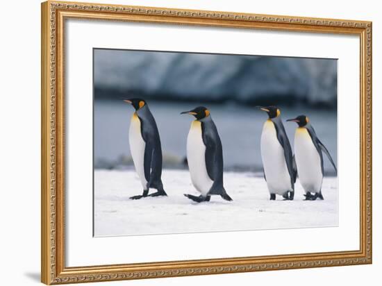 King Penguins Taking a Walk-DLILLC-Framed Photographic Print