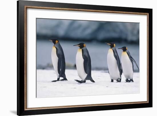 King Penguins Taking a Walk-DLILLC-Framed Photographic Print