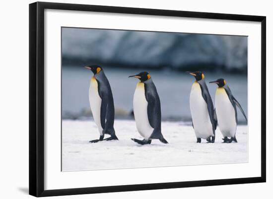 King Penguins Taking a Walk-DLILLC-Framed Photographic Print