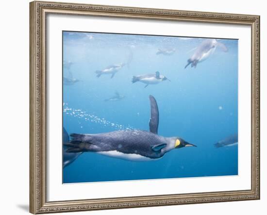 King Penguins Underwater-Paul Souders-Framed Photographic Print