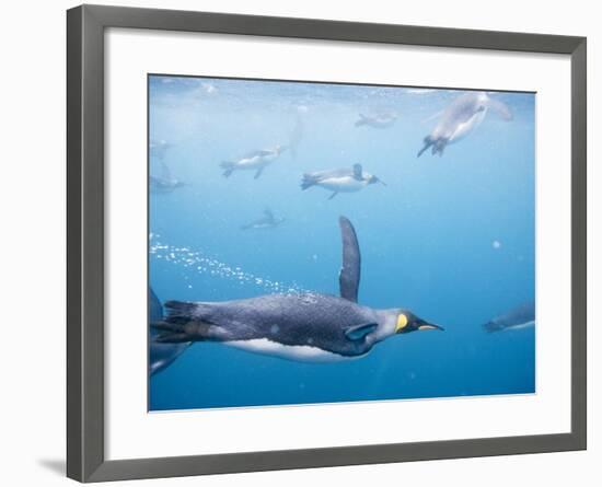 King Penguins Underwater-Paul Souders-Framed Photographic Print