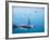 King Penguins Underwater-Paul Souders-Framed Photographic Print