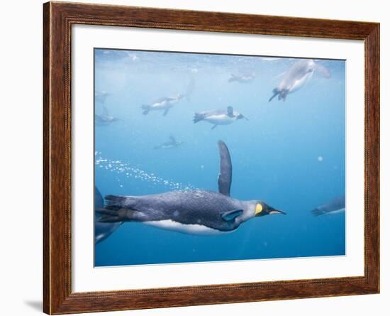 King Penguins Underwater-Paul Souders-Framed Photographic Print