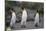 King Penguins Walking Together-DLILLC-Mounted Photographic Print