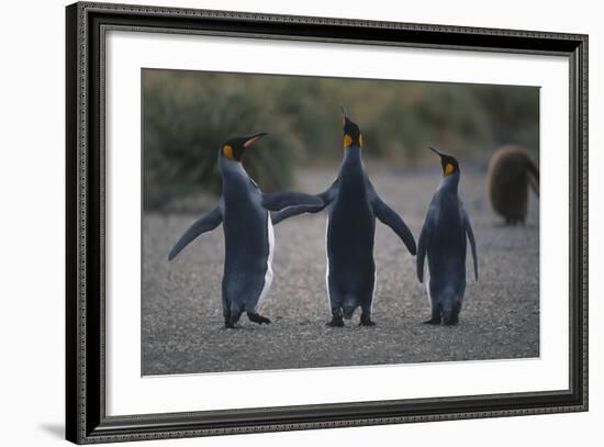 King Penguins Walking Together-DLILLC-Framed Photographic Print