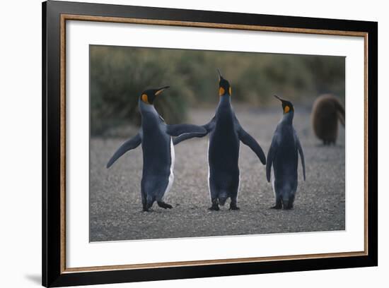 King Penguins Walking Together-DLILLC-Framed Photographic Print