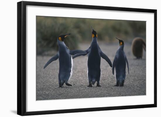 King Penguins Walking Together-DLILLC-Framed Photographic Print