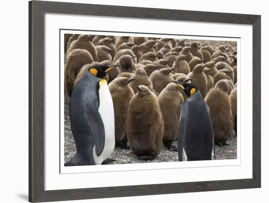 King Penguins With Chicks-Donald Paulson-Framed Giclee Print