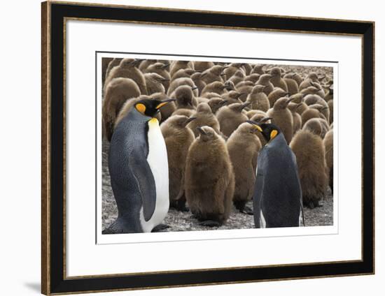 King Penguins With Chicks-Donald Paulson-Framed Giclee Print