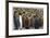 King Penguins With Chicks-Donald Paulson-Framed Giclee Print