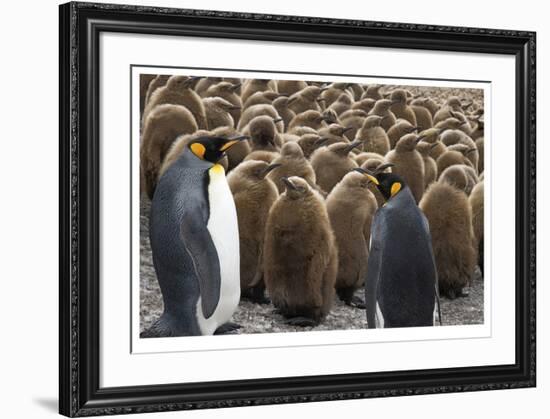 King Penguins With Chicks-Donald Paulson-Framed Giclee Print