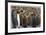 King Penguins With Chicks-Donald Paulson-Framed Giclee Print