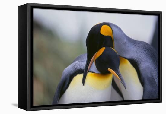 King Penguins-DLILLC-Framed Premier Image Canvas