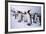 King Penguins-DLILLC-Framed Photographic Print