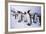 King Penguins-DLILLC-Framed Photographic Print