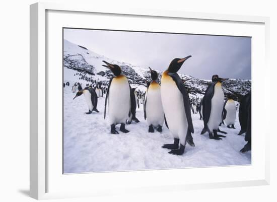 King Penguins-DLILLC-Framed Photographic Print