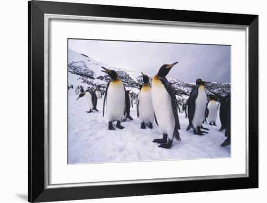 King Penguins-DLILLC-Framed Photographic Print