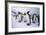 King Penguins-DLILLC-Framed Photographic Print