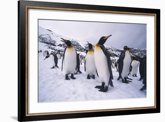 King Penguins-DLILLC-Framed Photographic Print