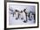 King Penguins-DLILLC-Framed Photographic Print