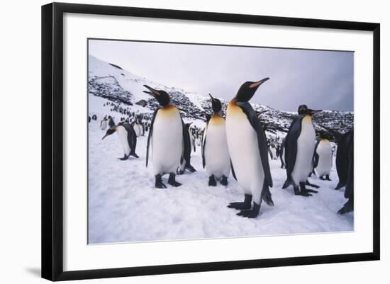 King Penguins-DLILLC-Framed Photographic Print