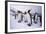 King Penguins-DLILLC-Framed Photographic Print