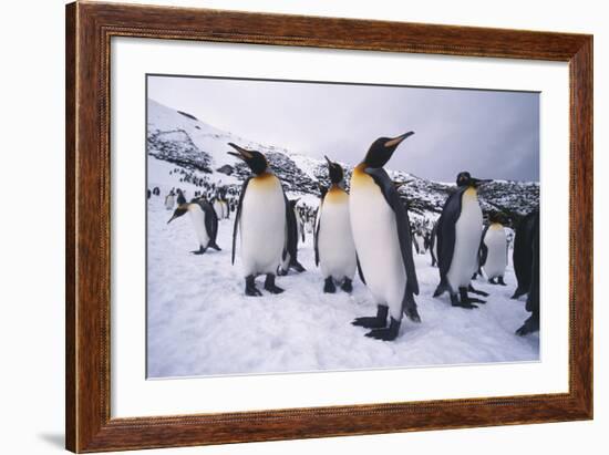 King Penguins-DLILLC-Framed Photographic Print