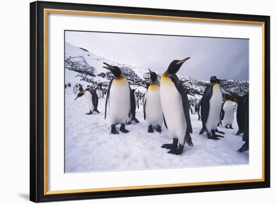 King Penguins-DLILLC-Framed Photographic Print