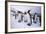 King Penguins-DLILLC-Framed Photographic Print