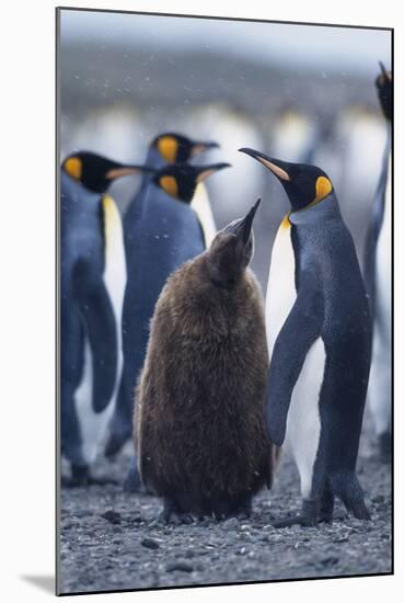 King Penguins-DLILLC-Mounted Photographic Print