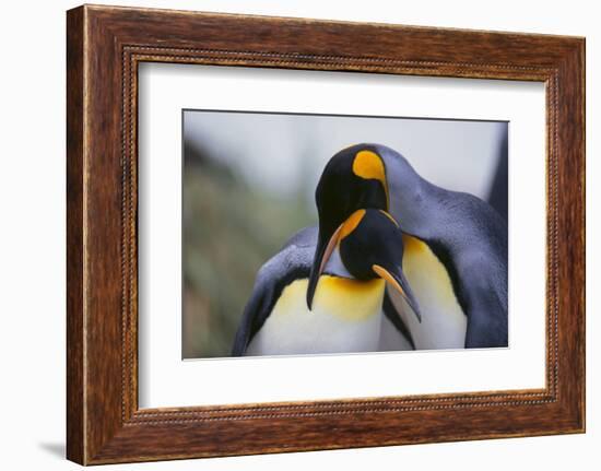 King Penguins-DLILLC-Framed Photographic Print