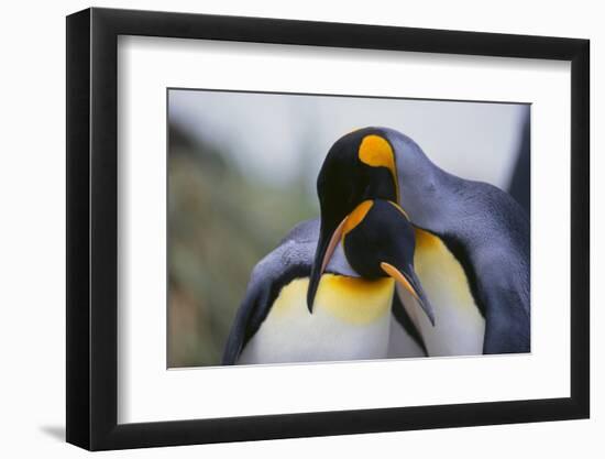 King Penguins-DLILLC-Framed Photographic Print