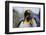 King Penguins-DLILLC-Framed Photographic Print