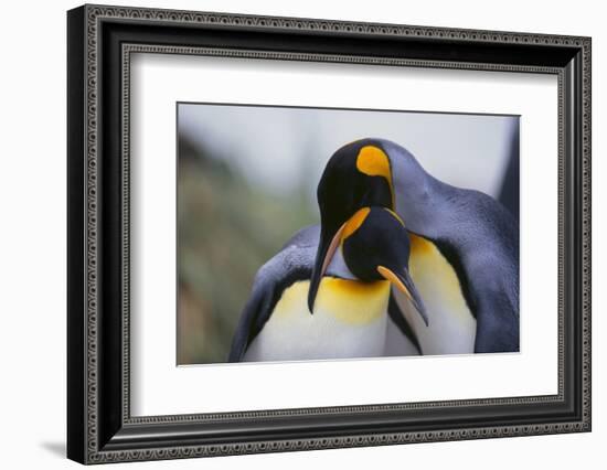 King Penguins-DLILLC-Framed Photographic Print