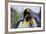 King Penguins-DLILLC-Framed Photographic Print