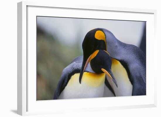 King Penguins-DLILLC-Framed Photographic Print