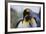 King Penguins-DLILLC-Framed Photographic Print