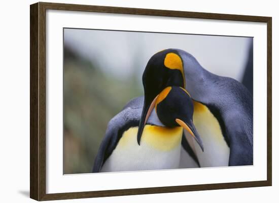 King Penguins-DLILLC-Framed Photographic Print