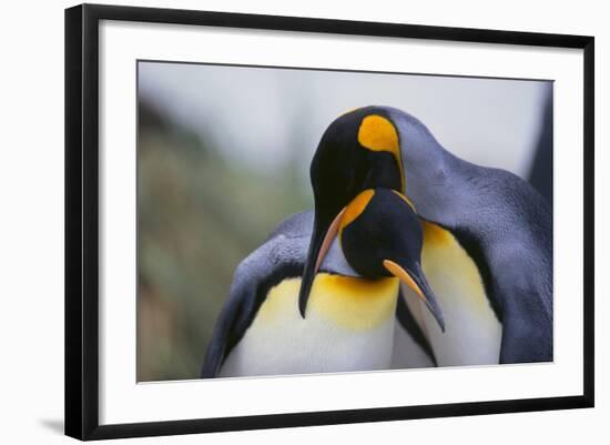 King Penguins-DLILLC-Framed Photographic Print