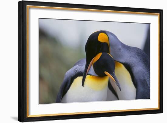 King Penguins-DLILLC-Framed Photographic Print