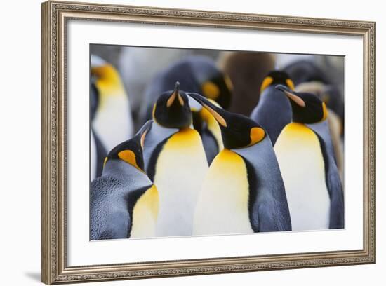 King Penguins-DLILLC-Framed Photographic Print