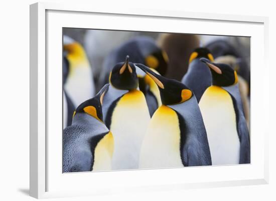 King Penguins-DLILLC-Framed Photographic Print