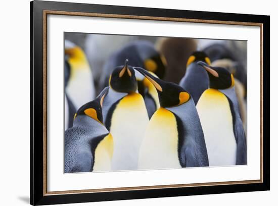 King Penguins-DLILLC-Framed Photographic Print