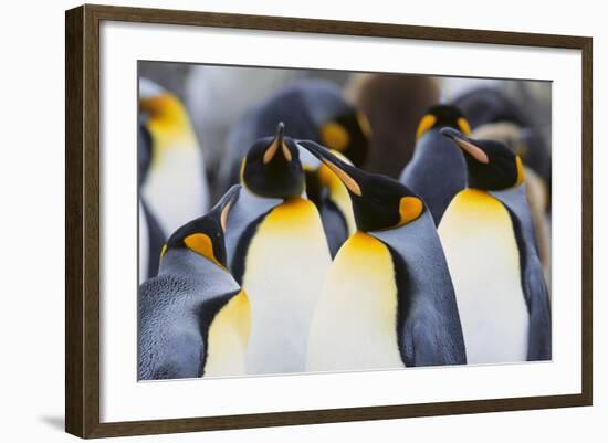 King Penguins-DLILLC-Framed Photographic Print