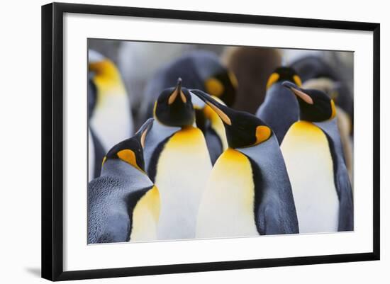 King Penguins-DLILLC-Framed Photographic Print